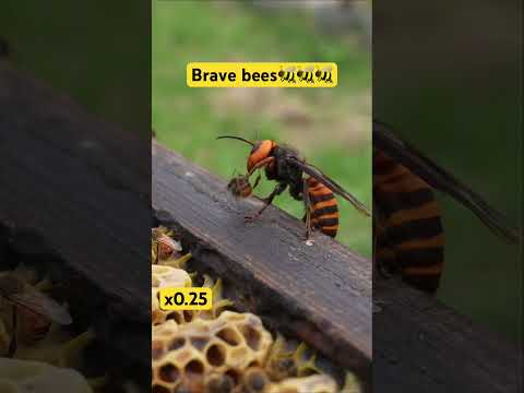 Giant Hornet Attack! Honeybees Unite to Protect Their Hive