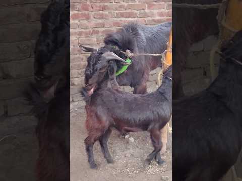 Goat Farming Business Idea। animal lover #shortvideo #shorts #sortsvideo 2024 #sorts ep1 mar28