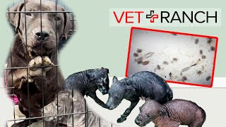 Dog Family DYING in the TEXAS HEAT