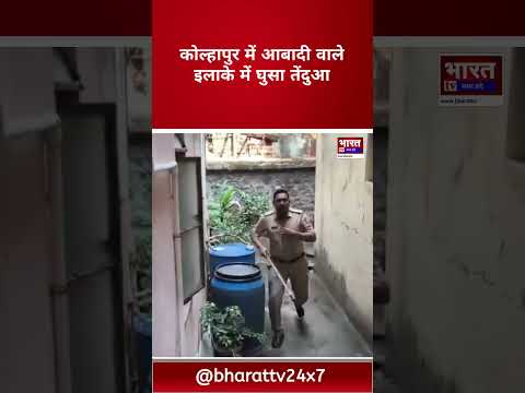 👉 “Leopard Attack in Kolhapur | तेंदुए ने पुलिस पर किया हमला | Kolhapur Leopard Viral Video |