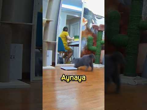 Gri Kedinin Şanssızlık Maratonu❗😹 #cat #shorts #funny #trending