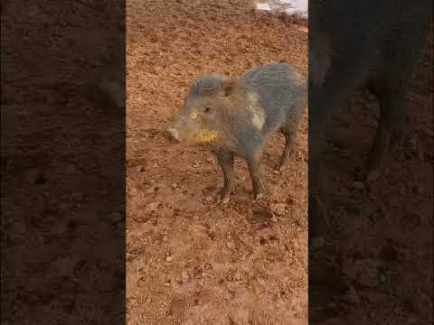 Porco do mato, disfarçado no meio dos outros