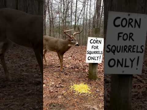This deer knows what’s up! 😂😂 #deer #hunting #deerhunting #funny #meme #ai #outdoors #adventure
