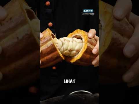 Proses Tradisional Cara Membuat Cokelat Asli