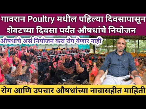 गावरान Poultry मधील 70 दिवस औषधांचे योग्य नियोजन | Gavran Poultry Farming disease and medicine