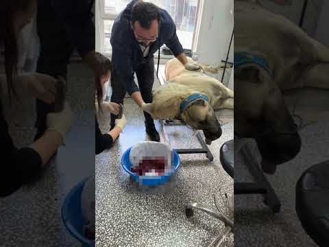 Veteriner de tedavi edildi şuan durumu iyi arkadaşlar #kangal #köpek #animals