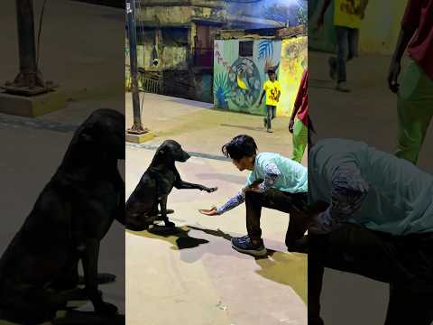 Dog Performs Amazing Flip🐶🤸‍♂️ #DogFlip #DogTrick #AgilityDog #FunnyDogs #DogLovers #Pets