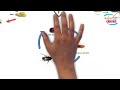 Animal Life Cycles and Metamorphosis