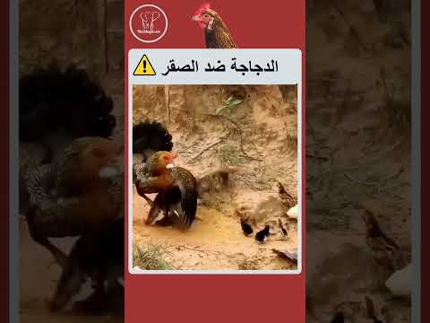 شاهد كيف دافعت هذه الدجاجة عن صغارها من هجوم الصقر ⚠️#shorts