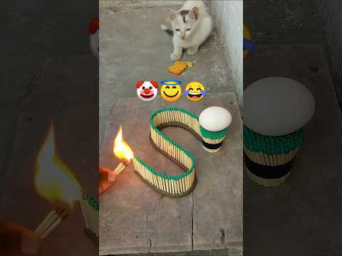 ✅😱What Happens When You Feed a Cat Near Fire? (Controlled Test) #shorts🔥🥚