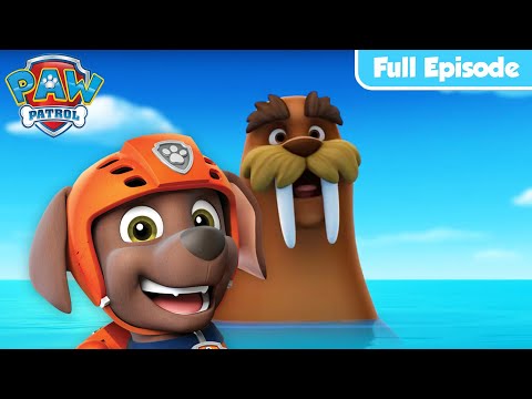 Pups Save A Walrus & MORE! | PAW Patrol FULL EPISODES | Cartoons for Kids
