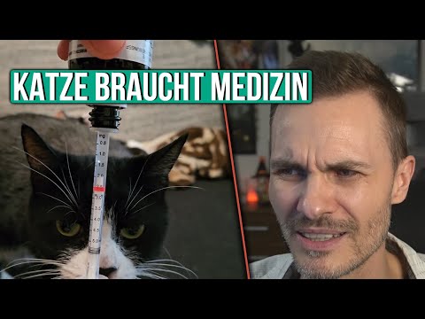 Wie gibt man einer Katze Medizin?
