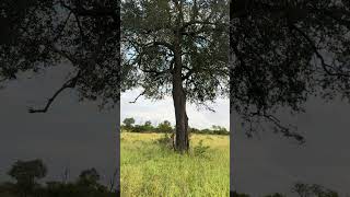 Leopard OUTSMARTS Hyena in Seconds!