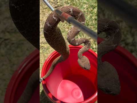 Lunch time for the RATTLESNAKE #animals #shorts
