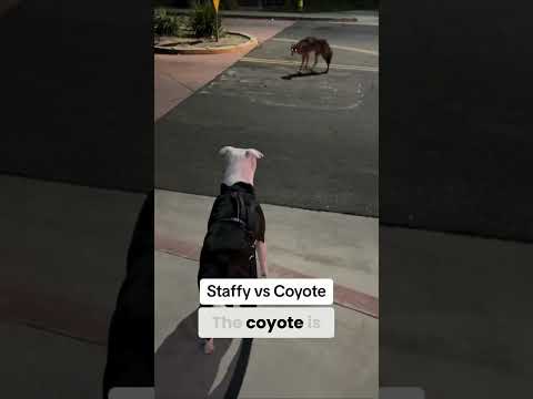 Coyote Tries to Lure American Terrier Into a Trap! 🐺🐕⚠️