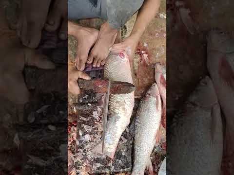 Big Nola Fish Cutting video l Live cutting video Nola Fish#shorts