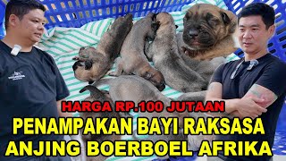 Penampakan Bayi Boerboel Harga 100 Jutaan - Anjing Boerboel Afrika
