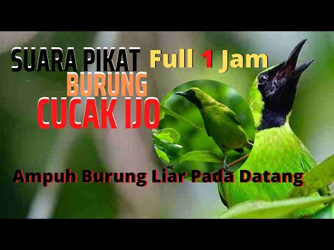 Suara Alam: Suara Pikat Cucak Ijo Big 1 Jam Full