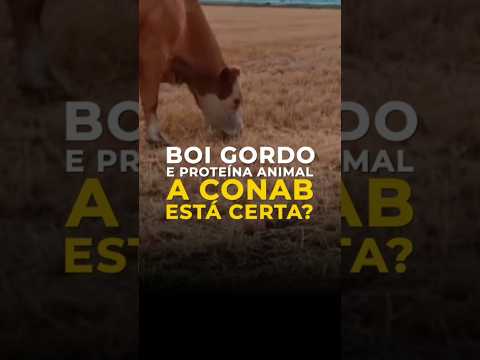 GADO GORDO E PROTEÍNA ANIMAL: A CONAB ESTÁ CERTA?