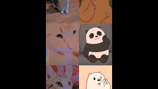 #cat #phonkagressive #gatos #yosoydelos7mil #gato #movimientoelamorhacealmundogirar