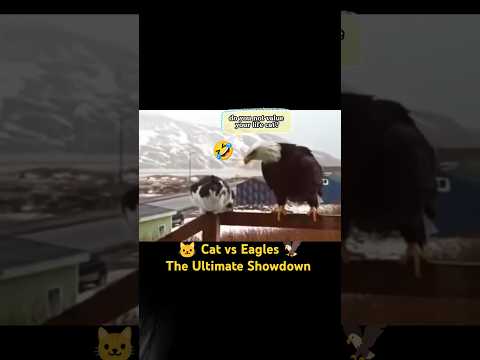 Catโs Bold Warning to Two Eagles!