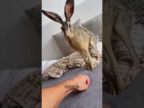 Just a minute.🫣#bunny #funny #pet #cute
