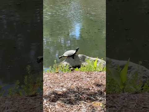 Funny turtles #animals #funnypets #funny #petvideos #funnyshorts #animals #turtle #fyp #usa #viral