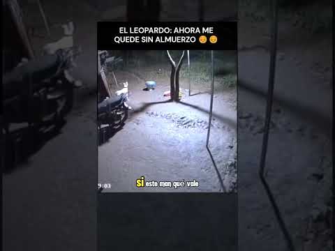 El leopardo se queda sin almuerzo #videogracioso #humor #memes