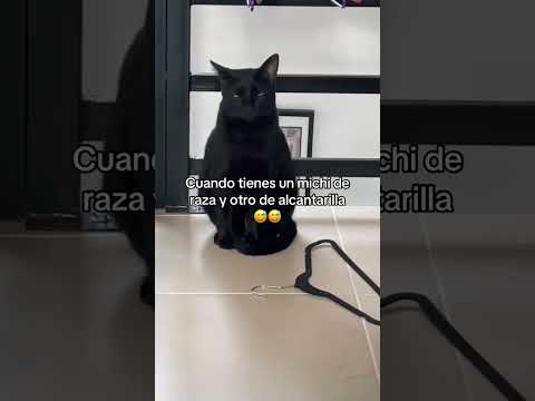 Bu รงok gรผzel bir siyah๐คโจ๏ธ๐ #cat #contenido #gatos #catlovers #catblack #gatonegro #humor #funny