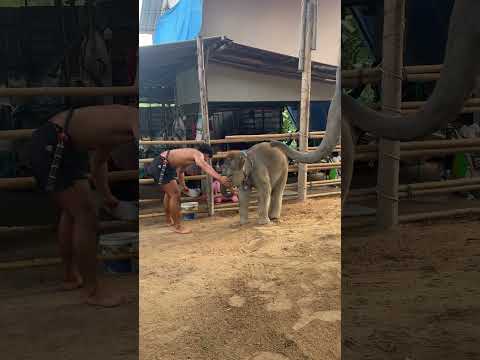 กัดให้ขาเลยเเง่มๆ😚🥰#พังปิ่นทอง #พังพิณทอง #พลายบัวขาว #elephant #ช้าง #animals #zoo