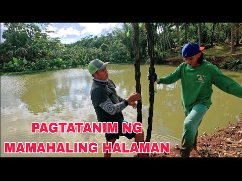 Itlog ng mga manok sa bukid pinakyaw ng FOLLOWERS Pagtatanim ng halaman sa mini lake