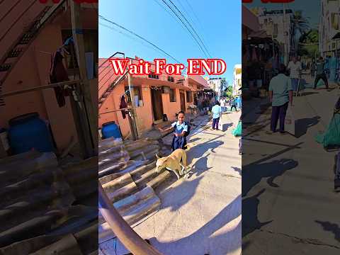Dog Running । Insta X4 5k Videos #dog #rescuedog #ytviral #ytshorts #ytshortsindia #pets