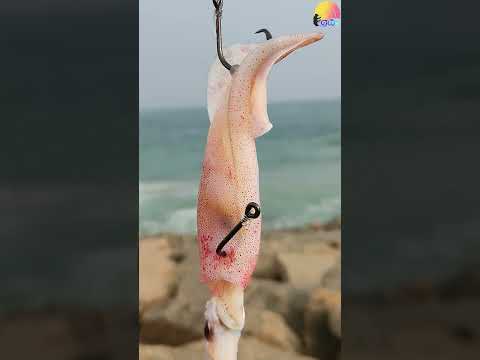 கணவா இரைக்கு என்னென்ன🤷🏾‍♂️ மீன் மாட்டுது🎣🐟 பாருங்க