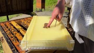 Bees aren't filling the Flow Frames?