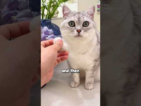 Cat Gets Angry After Surgery 😱😂
