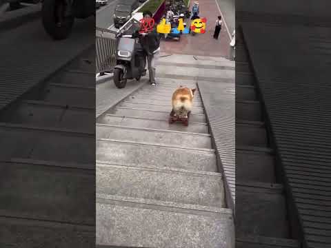 Culik Aku Dong Mind Blowing(P@C).....(Shorts@Video) 🐶 Dance.....Song