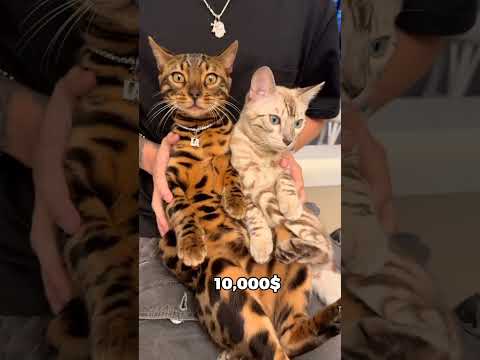 هذه أغلى القطط في العالم، والأخيرة من شبه المستحيل امتلاكها.🐈‍⬛🐈😨
