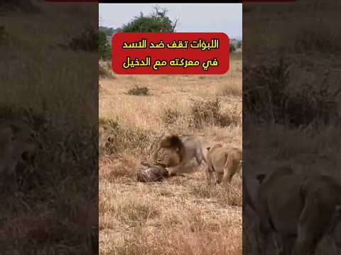 عندما وقفت اللبؤات في وجه الأسد في معركته مع الدخيل