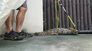SNAKE VS CAT #python #reticulatedpython #snake #snakerescue #cat #animals 