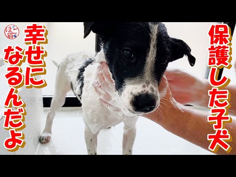 【野犬　保護犬　】保護したやんちゃな子犬さようなら＋おまけコーナー