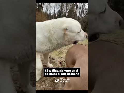 Entender y no confundir comunicación canina es base para evitar peleas entre perros.