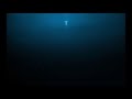 Symbolism and Animal Introduction in Video