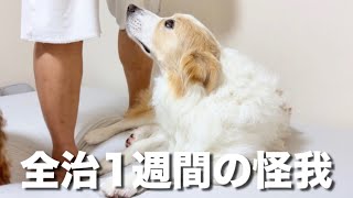 怪我をして歩けなくなり、申し訳なさそうに抱っこをお願いする犬...🥲【ボーダーコリー・ゴールデンレトリバー】