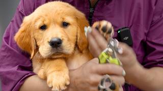This Puppy Made My Job Impossible