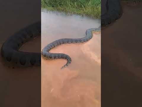 🐍Anacondas del AMAZONAS 🐍 #shortsvideo #shorts  #anacondas  #amazonas