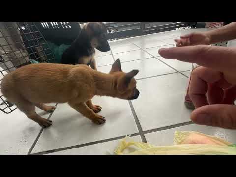 Que triste .. los primeros dos cachorros se van .. suerte ..