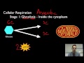 Cellular Respiration Concepts and Processes