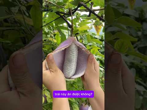 Phân Biệt Trái Cây Ăn Được Và Không Ăn Được #shorts