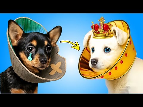 Le sauvetage secret d'un chien de rue par une fille VIP — caché dans son manoir de luxe ! 🐾🏰