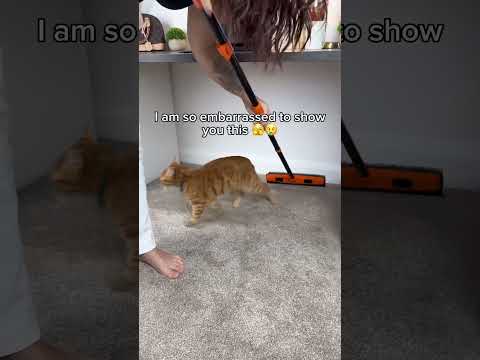 Get the Broom using LlNK lN BlO💁🏼‍♀️  #pethairremoval #cleantok #pets #cleaninghacks